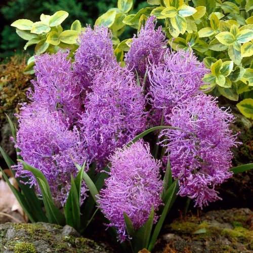 Comosum Plumosum